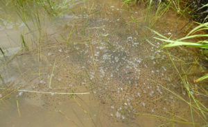 American bullfrog eggs from a distance