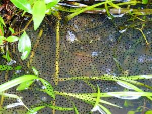Green frog eggs in grass