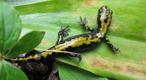 Long toed salamander