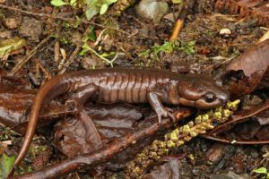 Terrestrial Northwestern Salamander