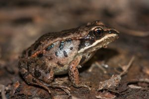 Wood frog on the forest floor 