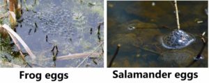 frog eggs vs. salamander eggs