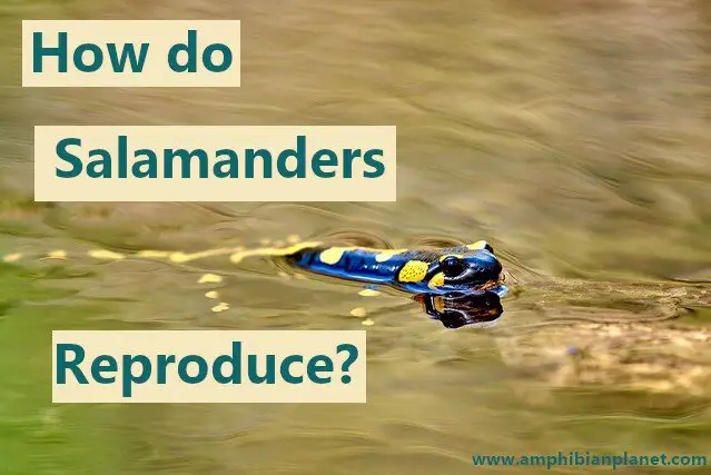 How do salamanders reproduce