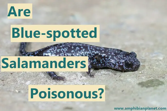 Are blue-spotted salamanders poisonous?