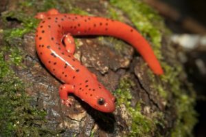 Brightly colored mud salamander
