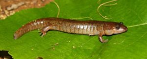 Northern dusky salamander on a leaf