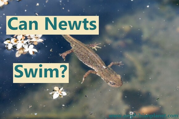 Can newts swim?