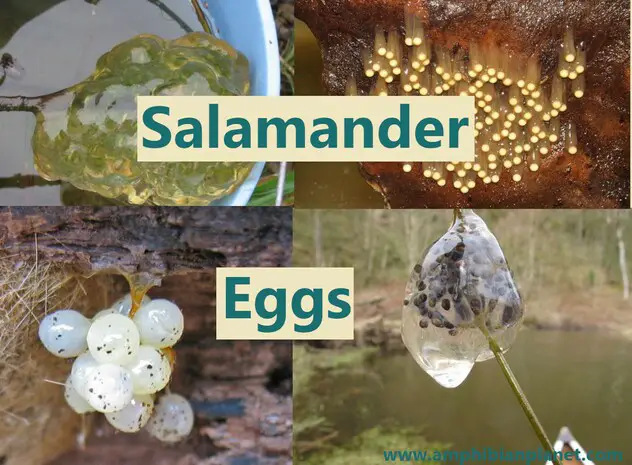 Everything to know about salamander eggs