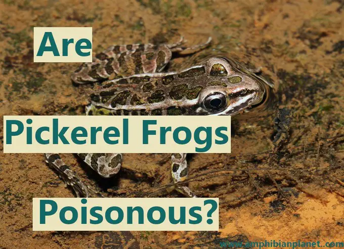 Are pickerel frogs poisonous