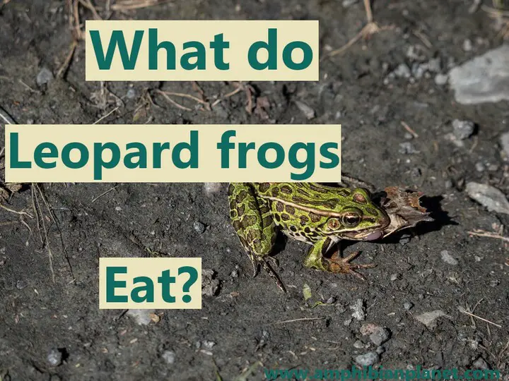 What do leopard frogs eat