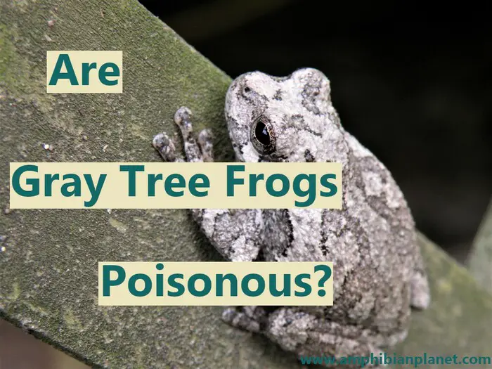 are gray tree frogs poisonous