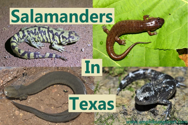 Salamanders in Texas