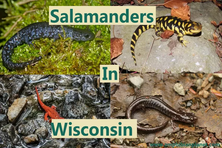 Salamanders in Wisconsin