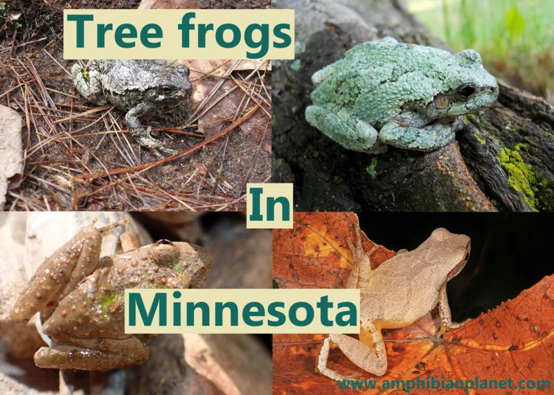 Tree Frogs in Minnesota