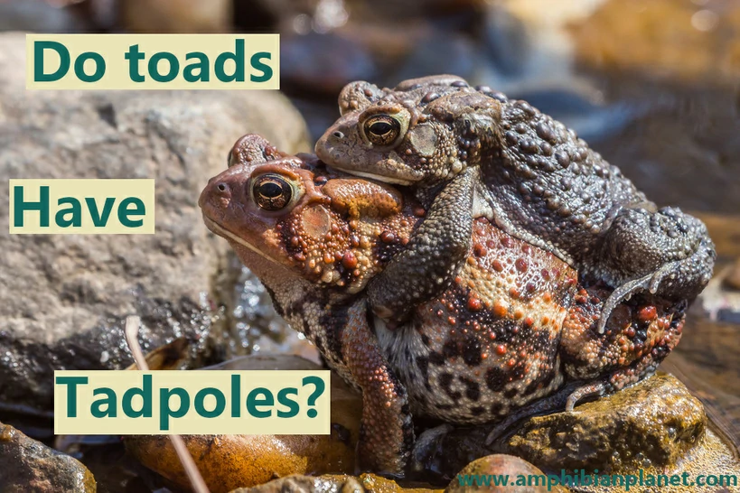 Do toads have tadpoles?