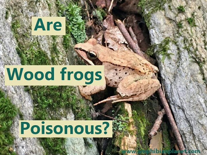 are wood frogs poisonous