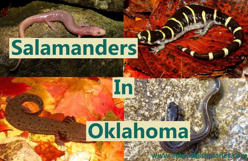 Salamanders in Oklahoma
