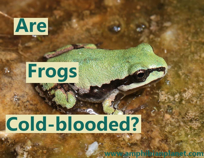 Are frogs cold-blooded