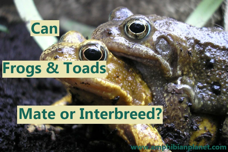 Can frogs and toads mate or interbreed
