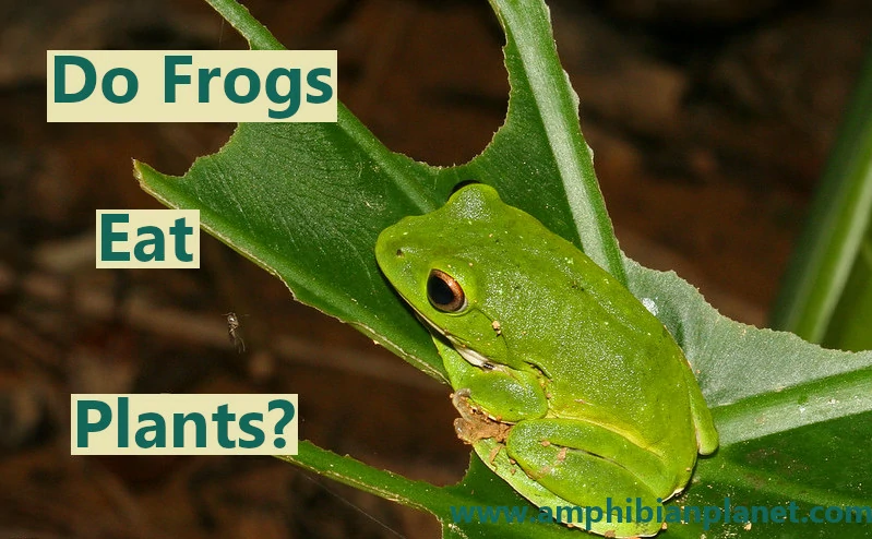 Do frogs eat plants