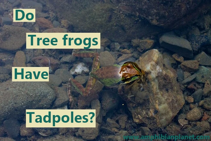 Do tree frogs have tadpoles