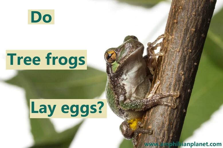 Do tree frogs lay eggs
