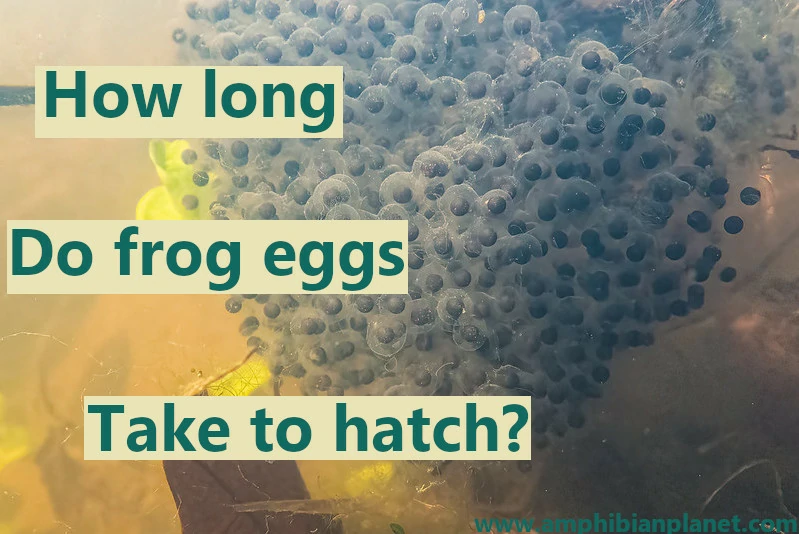 How Long Do Frog Eggs Take to Hatch
