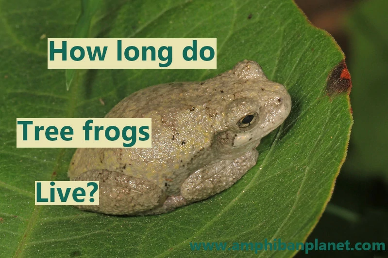 How long do tree frogs live