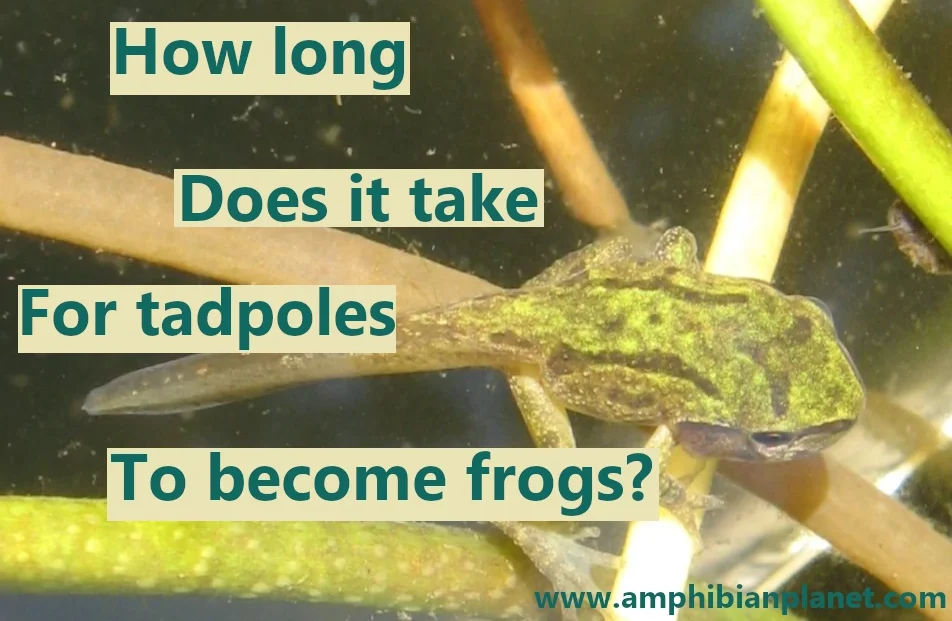 How long does it take for tadpoles to turn into frogs