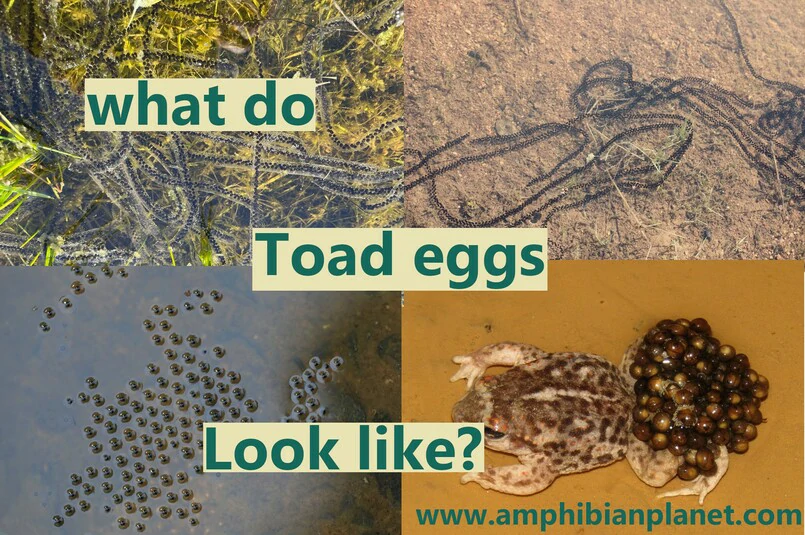 What do toad eggs look like