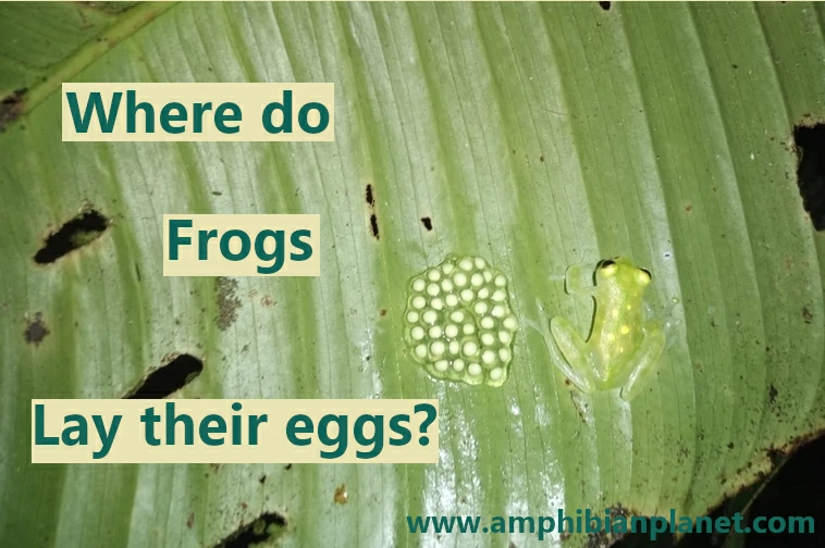 Where do frogs lay their eggs