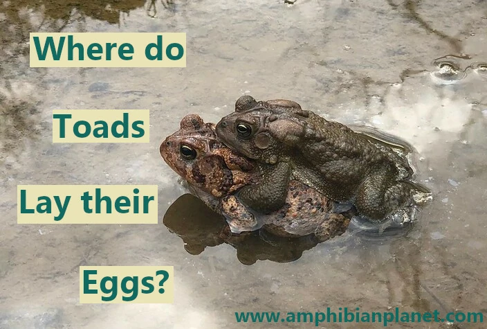 Where do toads lay their eggs