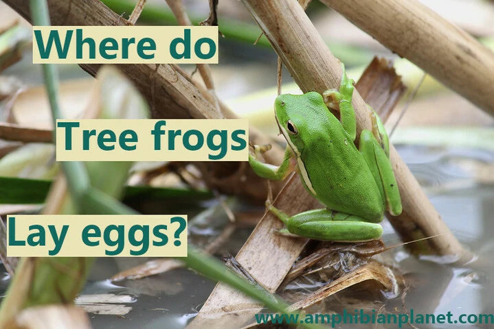 Where do tree frogs lay their eggs