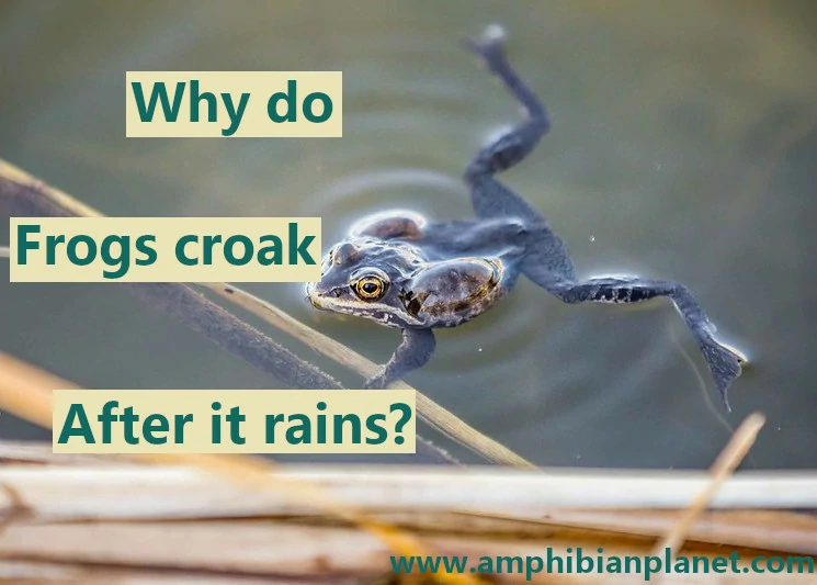 Why do frogs croak after it rains