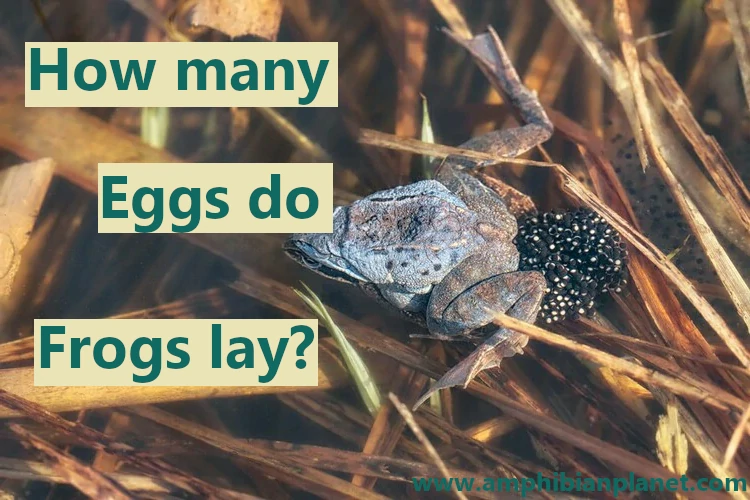 How Many Eggs Do Frogs Lay? (90 Species+ Helpful Charts