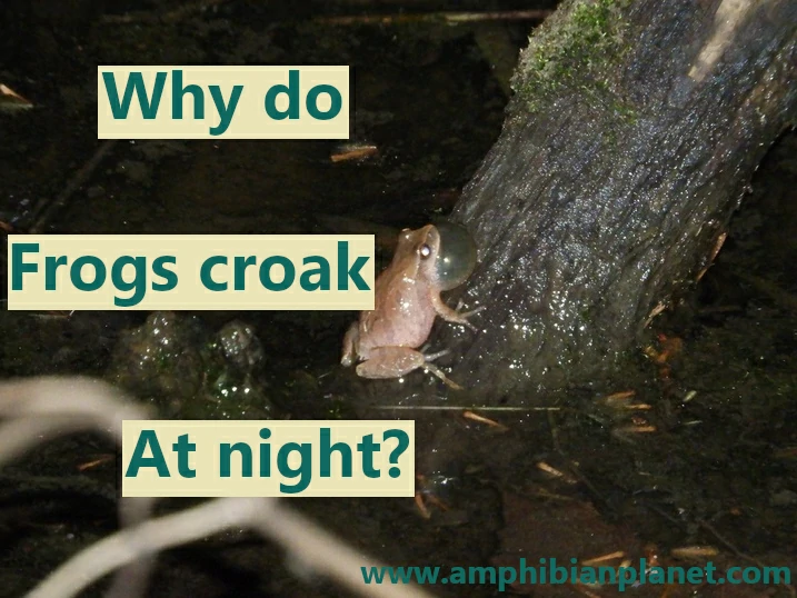 why do frogs croak at night