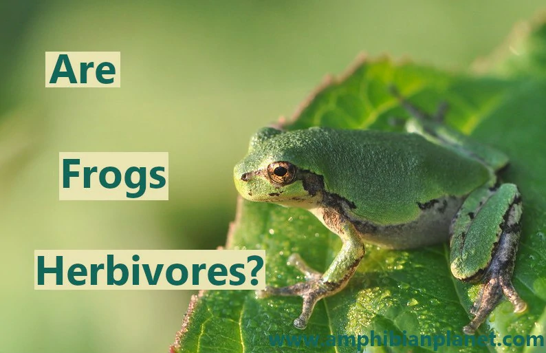 Are frogs herbivores