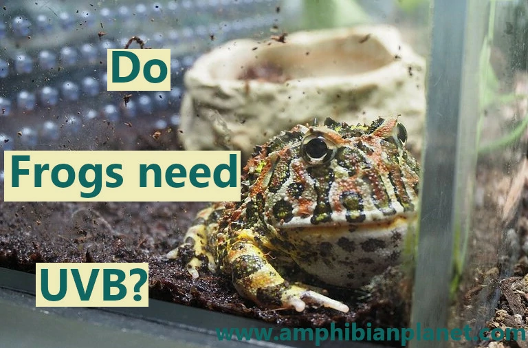 Do frogs need UVB
