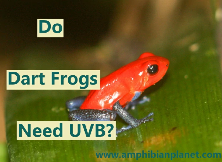 Do poison dart frogs need UVB
