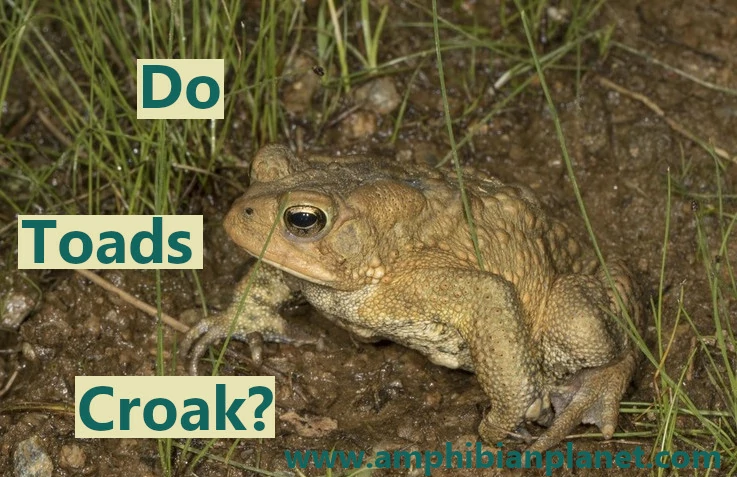 Do toads croak?