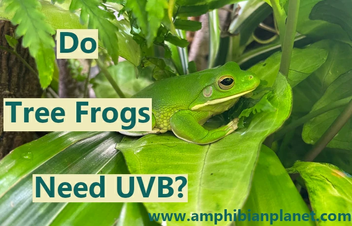 Do tree frogs need UVB