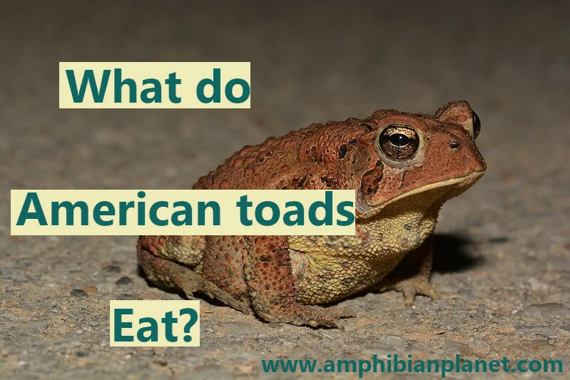 What do American toads eat?