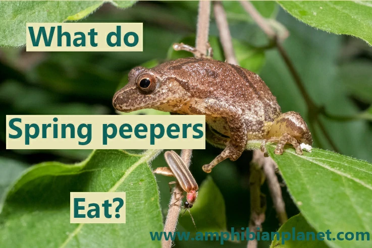 What do spring peepers eat