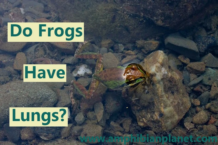 Do frogs have lungs?