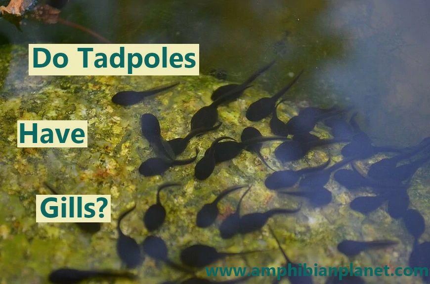Do tadpoles have gills