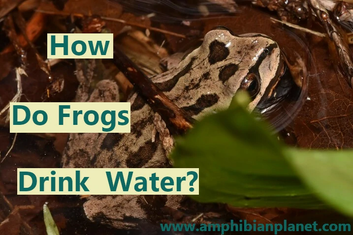 How do frogs drink water?