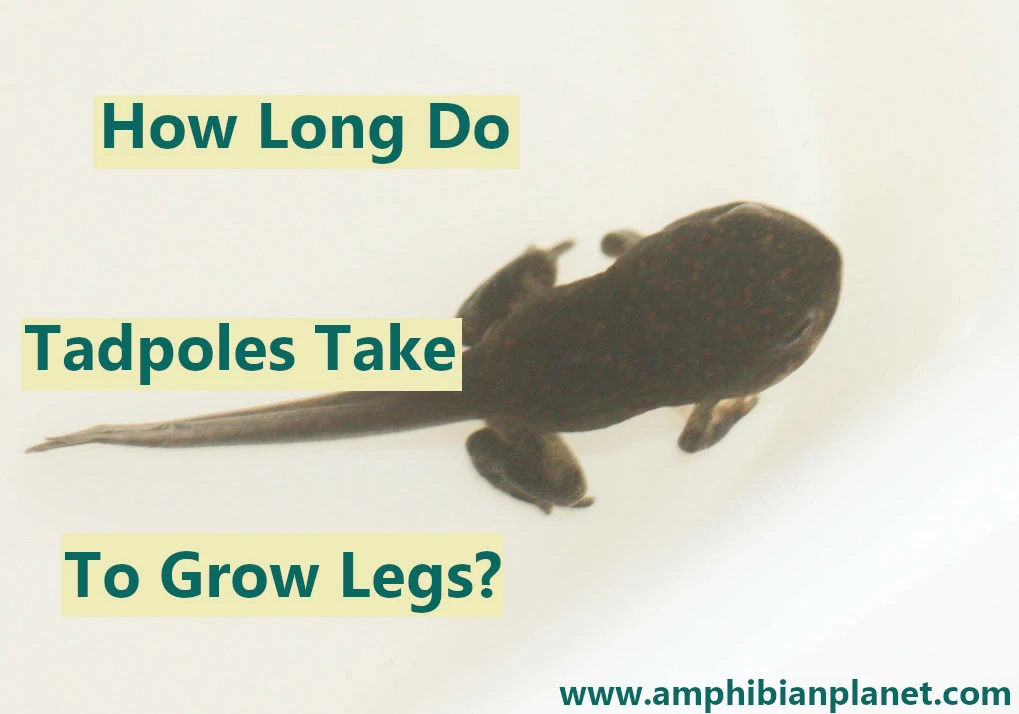 How long do tadpoles take to grow legs