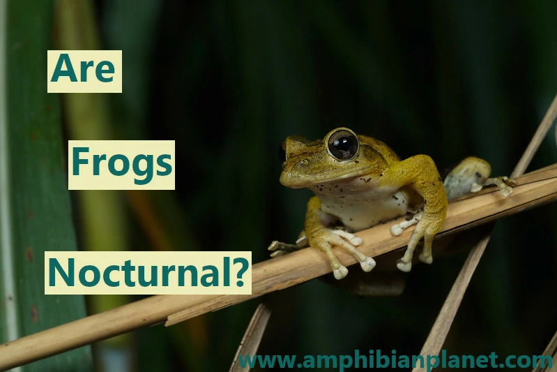 Are frogs nocturnal?
