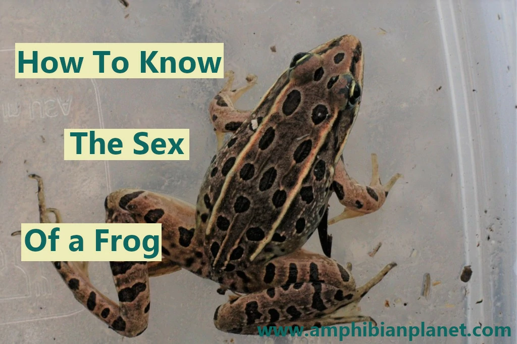 How to know the sex of a frog