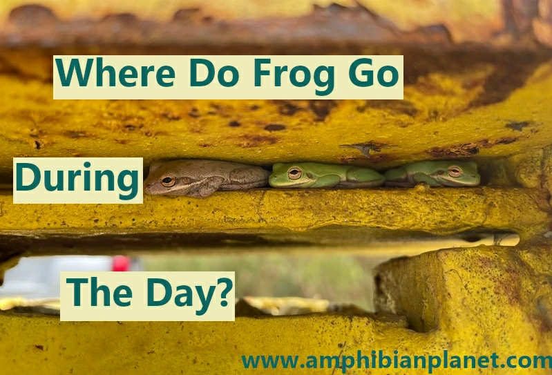 Where do frogs go during the day?
